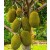 Jackfruit Live Indian Garden Plants