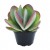 Kalanchoe Flapjack Succulent Plants