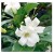 Murraya Paniculata Flowering Plants