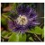 Passiflora Incarnata Flowering Plants