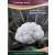 Liebigs Cauliflower F1 Summer Delight Commercial Agriculture Seeds