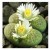 Lithop Fulviceps Aurea Succulent Plants