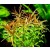 Ludwigia Arcuata