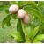 Manilkara Zapota Fruit Live Indian Garden Plants