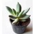 Pachyveria Bea Succulent Plants