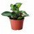 Peperomia Orba Succulent Plants