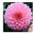 Pink Dahlia Flowering Plants