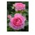 Pink Miniature Button Rose Flowering Plants