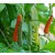 Piper Longum Live Indian Garden Plants