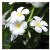 Plumeria Alba Flowering Plants