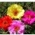 Portulaca Multicolor Succulent Plants