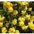 Yellow Portulaca Oleracea Succulent Plants