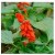 Salvia Splendens Orange Flowering Plants