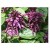 Salvia Splendens Purple Flowering Plants