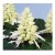 Salvia Splendens White Flowering Plants