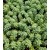 Sedum Burrito Succulent Plants