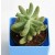 Sedum Pachyphyllum Succulent Plants