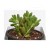 Sedum Rubrotinctum Succulent Plants