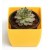 Sempervivum Calcareum Succulent Plants 