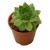 Sempervivum Green Wheel Succulent Plants