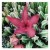 Stapelia Grandiflora Succulent Plants