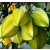 Star Fruit Live Indian Garden Plants