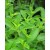 Stevia Live Indian Garden Plants