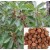 Terminalia Bellerica Live Indian Garden Plants