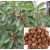 Terminalia Bellerica Live Indian Garden Plants