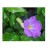 Thunbergia Erecta Flowering Plants