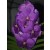 Vanda Orchids Plants VMB1259