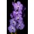 Vanda Orchids Plants VMB1260