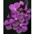 Vanda Orchids Plants VMB1263