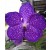 Vanda Orchids Plants VMB1264