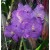 Vanda Orchids Plants VMB1265