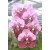 Vanda Orchids Plants VMB1266