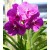 Vanda Orchids Plants VMB1268