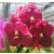 Vanda Orchids Plants VMB1270