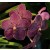 Vanda Orchids Plants VMB1285