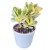 Variegated Jade Succulent Plants