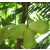 Water Apple Live Indian Garden Plants