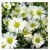 White Aster Flowering Plants