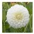 White Dahlia Flowering Plants