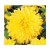 Yellow Dahlia Flowering Plants