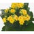 Yellow Kalanchoe Succulent Plants